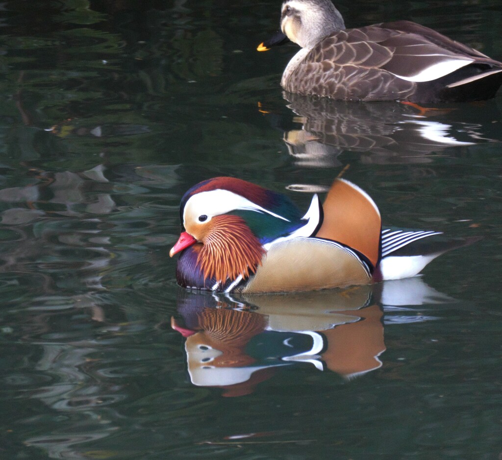 水鳥散策日記　オシドリ