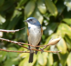 野鳥観察日記　旅立ち前