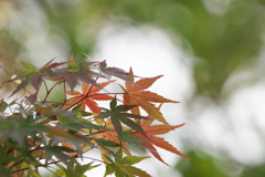 好古園にて