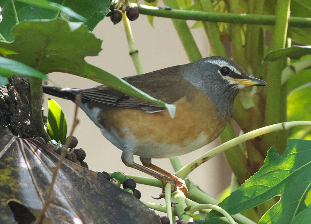 野鳥観察日記　マミチャジナイ