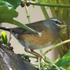 野鳥観察日記　マミチャジナイ