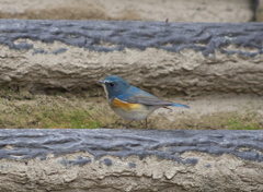野鳥観察日記　ルリビタキ