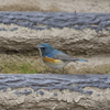 野鳥観察日記　ルリビタキ