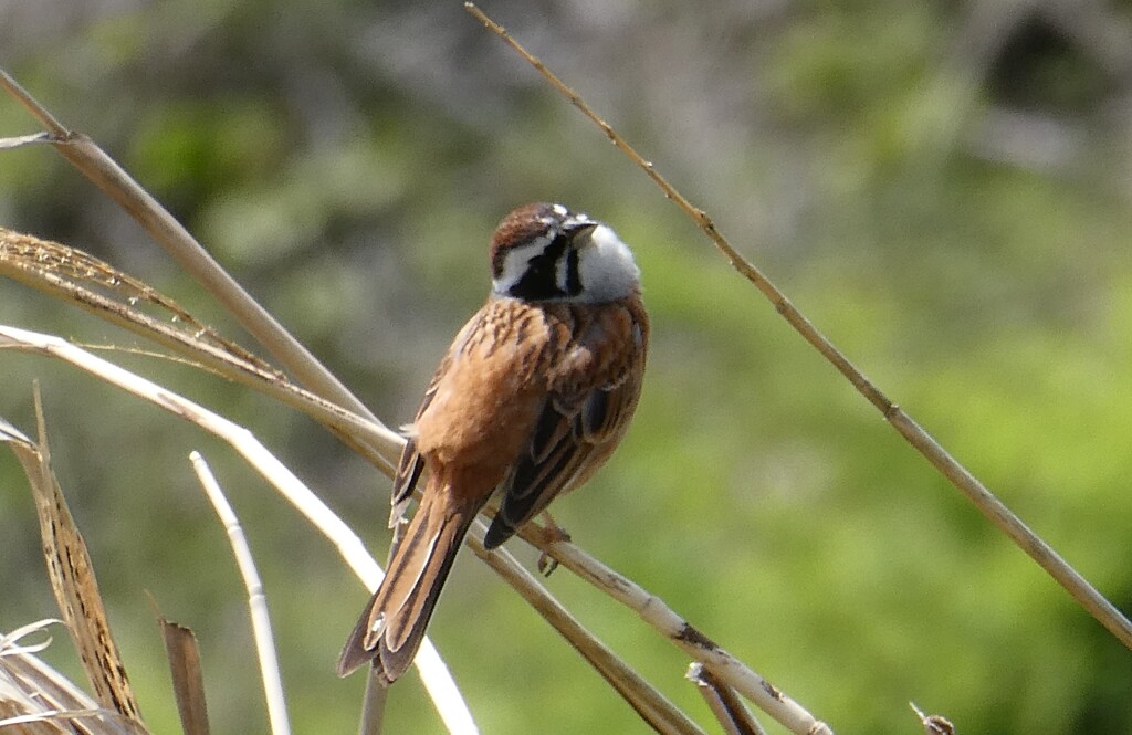 ホウジロ　　夢前川　散歩