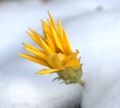 散歩　雪景色