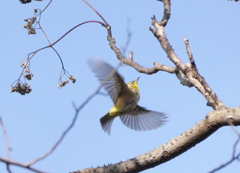 野鳥観察日記　メジロ