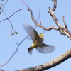 野鳥観察日記　メジロ