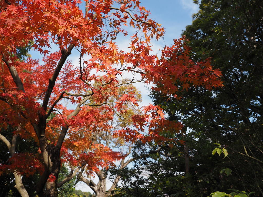 紅葉　　好古園