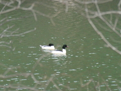 水鳥散策日記　カワアイサ