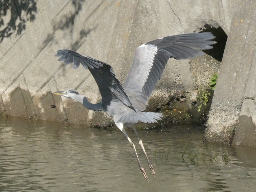 野鳥散策日記  アオサギ