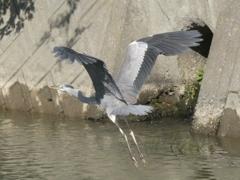 野鳥散策日記  アオサギ