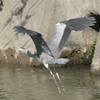 野鳥散策日記  アオサギ