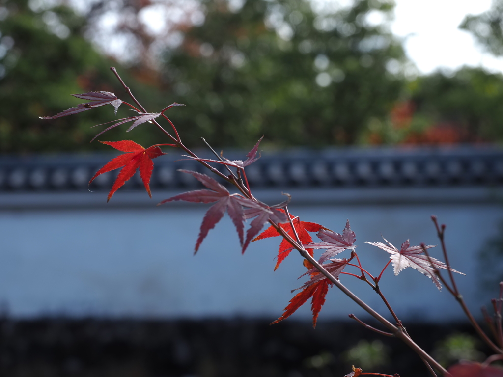 好古園　紅葉