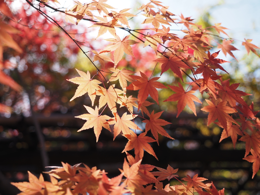 好古園　紅葉