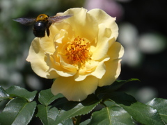 薔薇の香りに誘われて