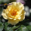 薔薇の香りに誘われて