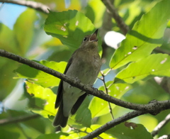 野鳥観察日記　コサメビタキ