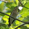 野鳥観察日記　コサメビタキ ?