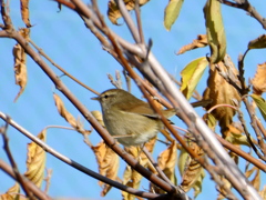 野鳥観察日記　ムジセッカ