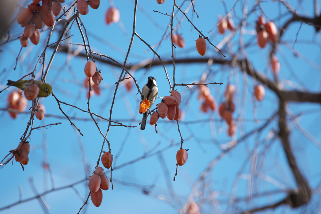 野鳥散策日記　カラジロー