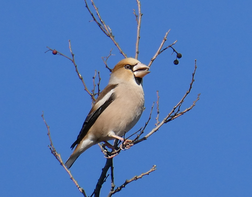 野鳥観察日記　シメ