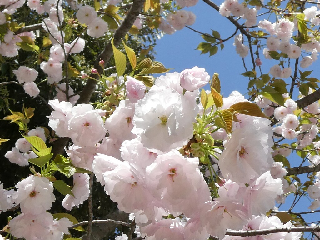 桜　一葉      姫路城　散策