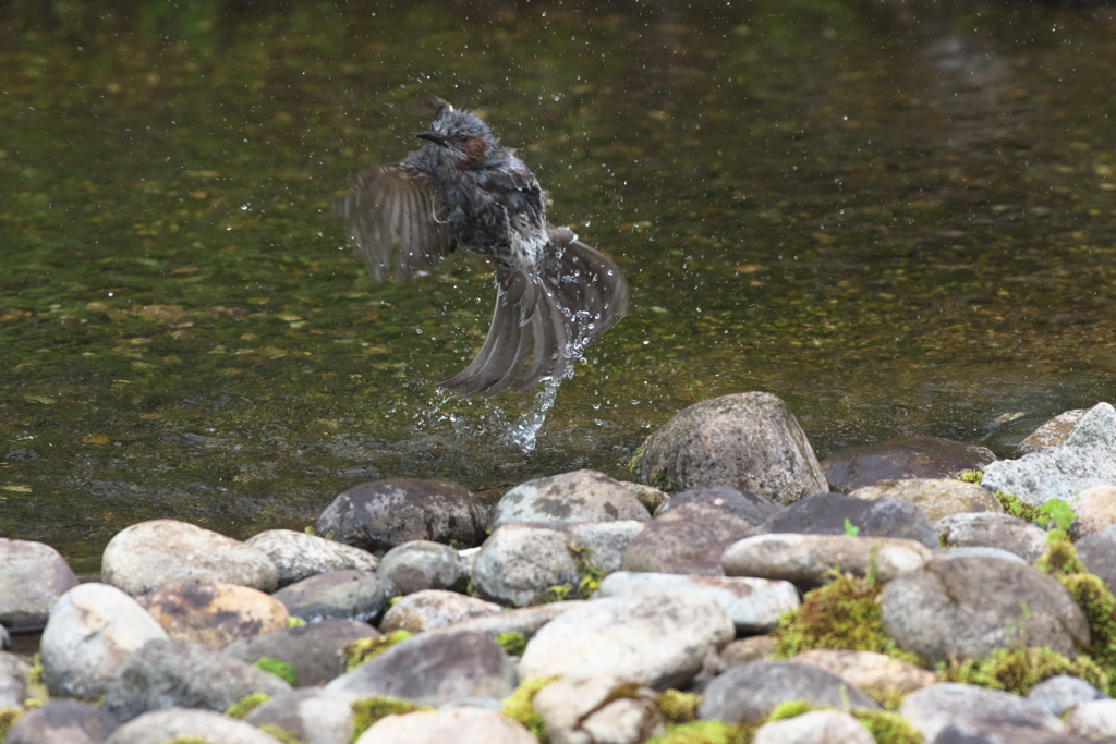 Splash