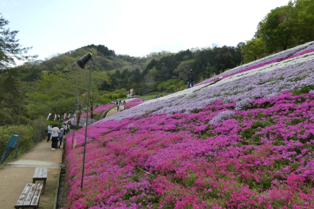 芝桜　ヤマサ蒲鉾　散策