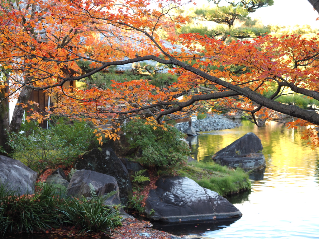 姫路城西御屋敷跡庭園　好古園　紅葉