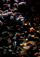 E4F81BCF-2166-4243-AE66-54EB616E622E