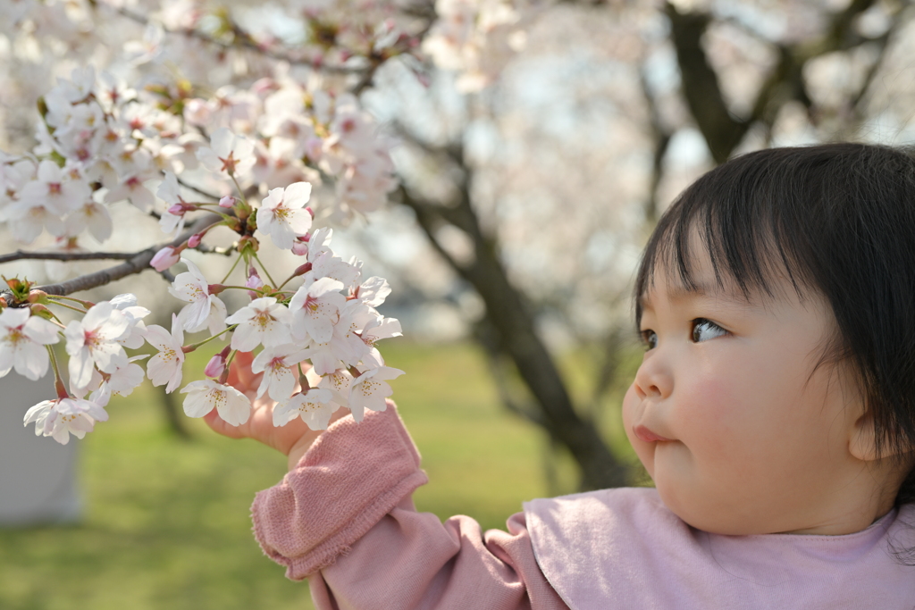 初めてのお花見