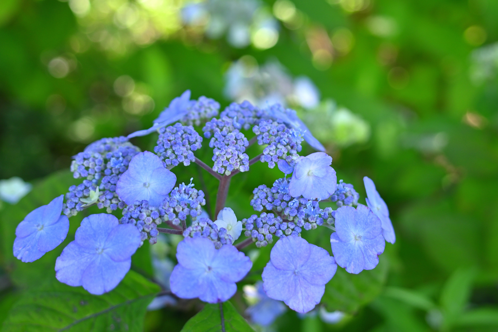 紫陽花