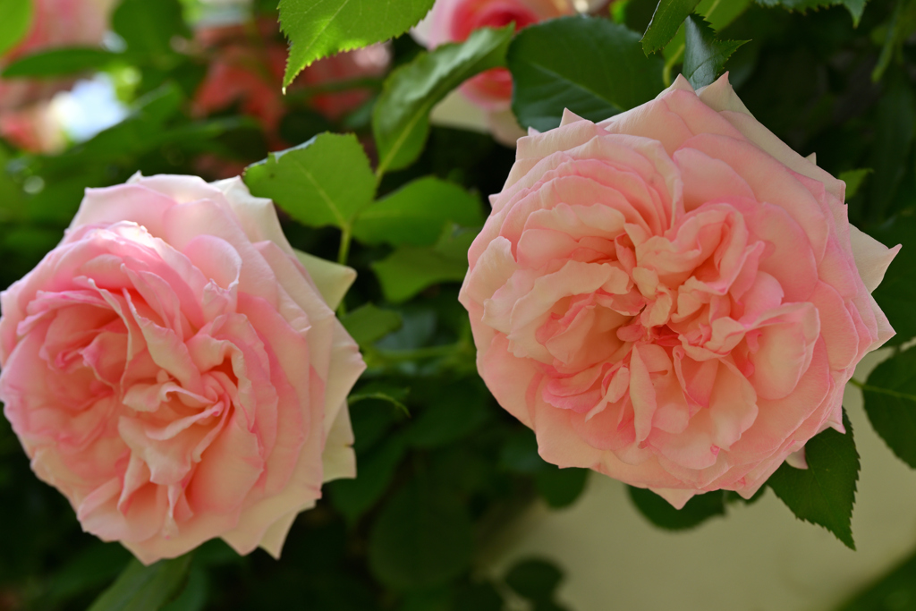 rose 2024 ver.5