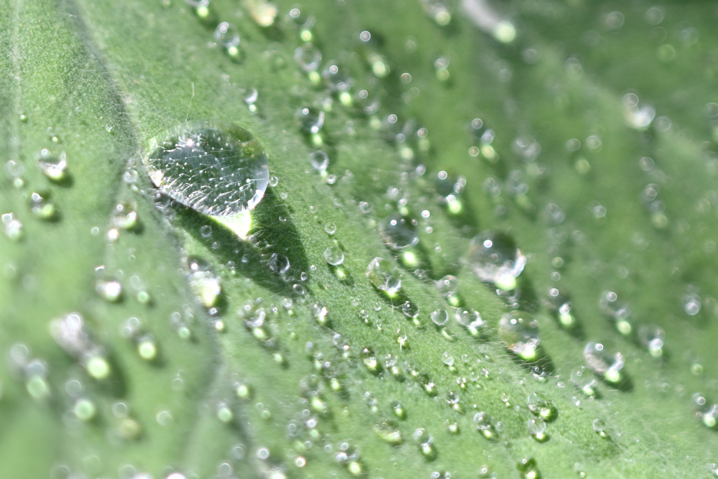 朝露キラリ