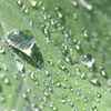 朝露キラリ