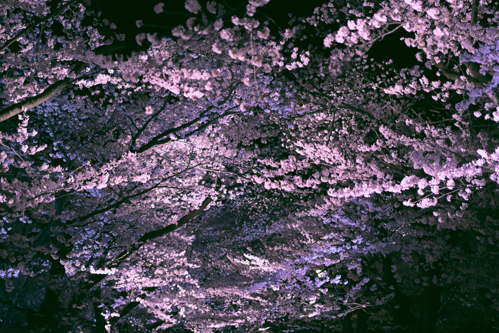 満天の夜桜