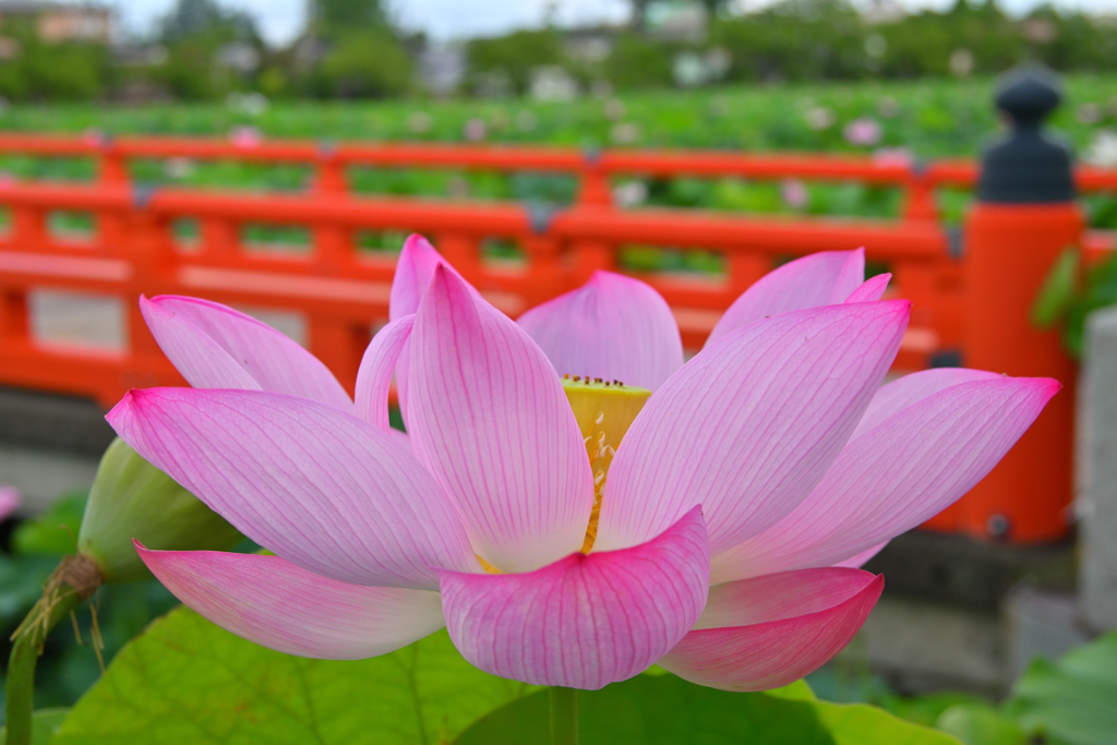高田城址公園の蓮 ver.4