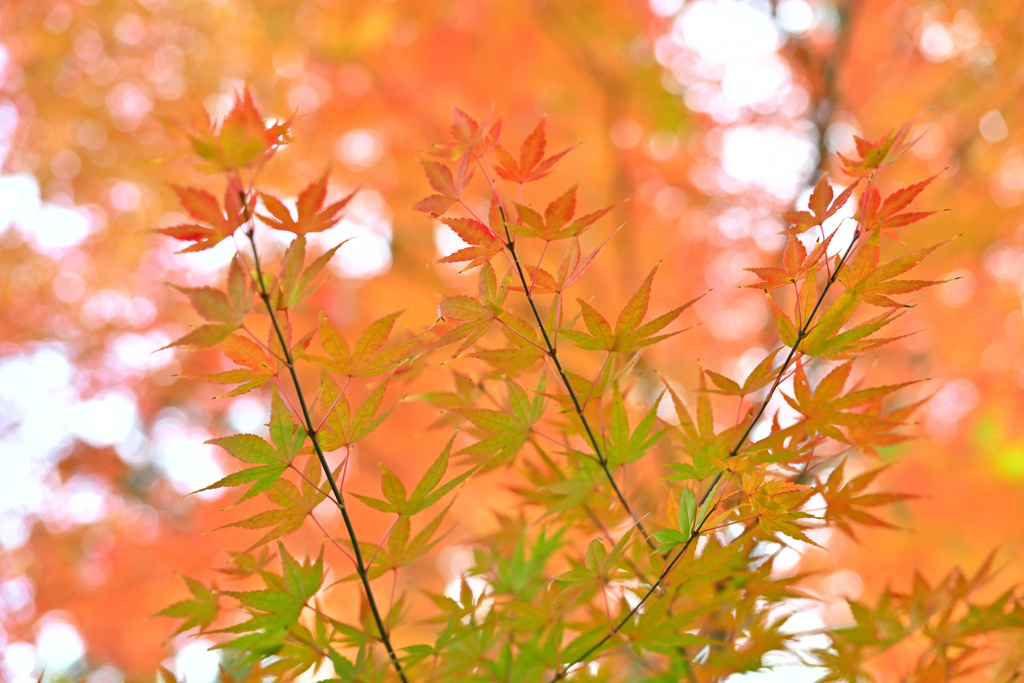 紅葉 ver.2