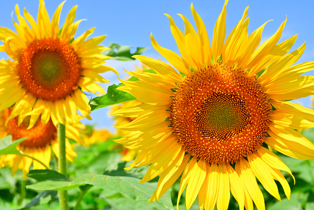 sunflower ver.2