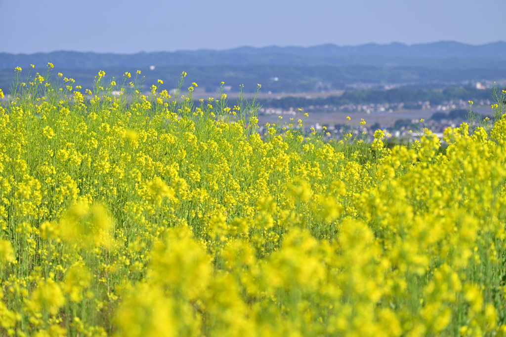 天空の菜の花畑