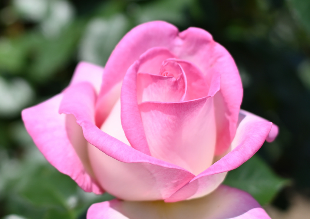 rose ver.2