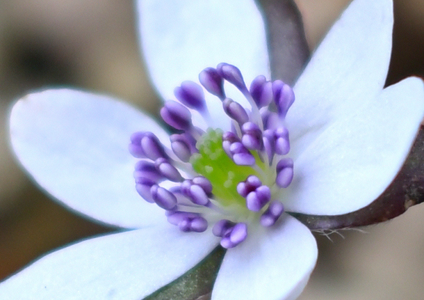 雪割草 花中のお花畑