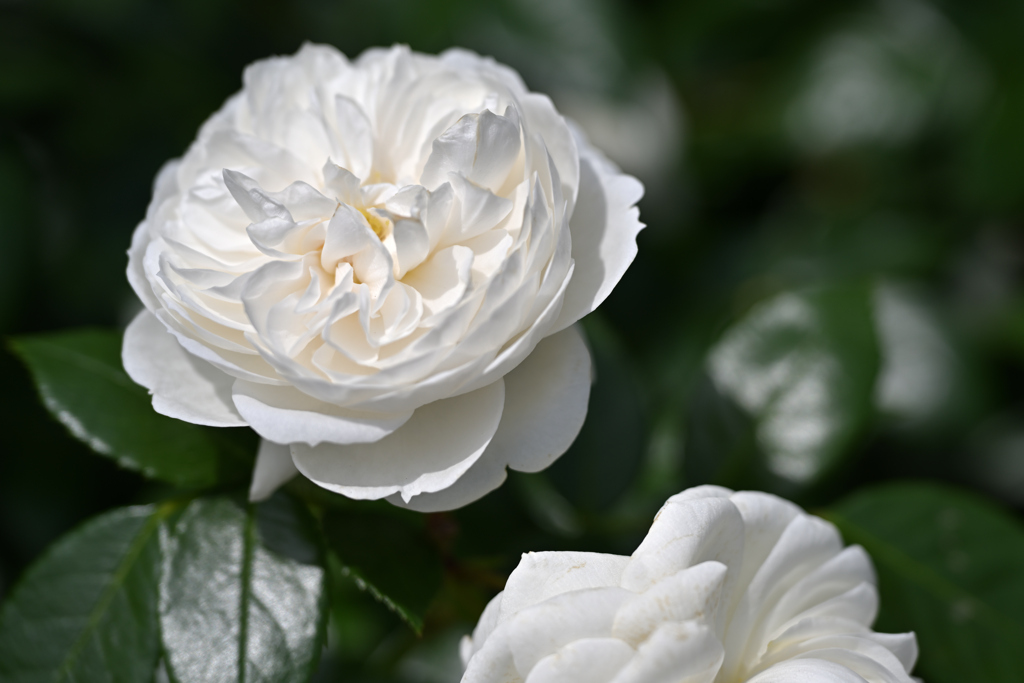 rose 2024 ver.3