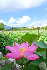 高田城址公園の蓮 ver.8