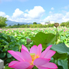 高田城址公園の蓮 ver.8