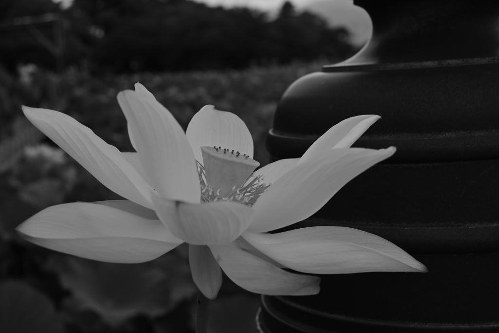 高田城址公園の蓮 ver.6