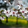sakura 2024 ver.3