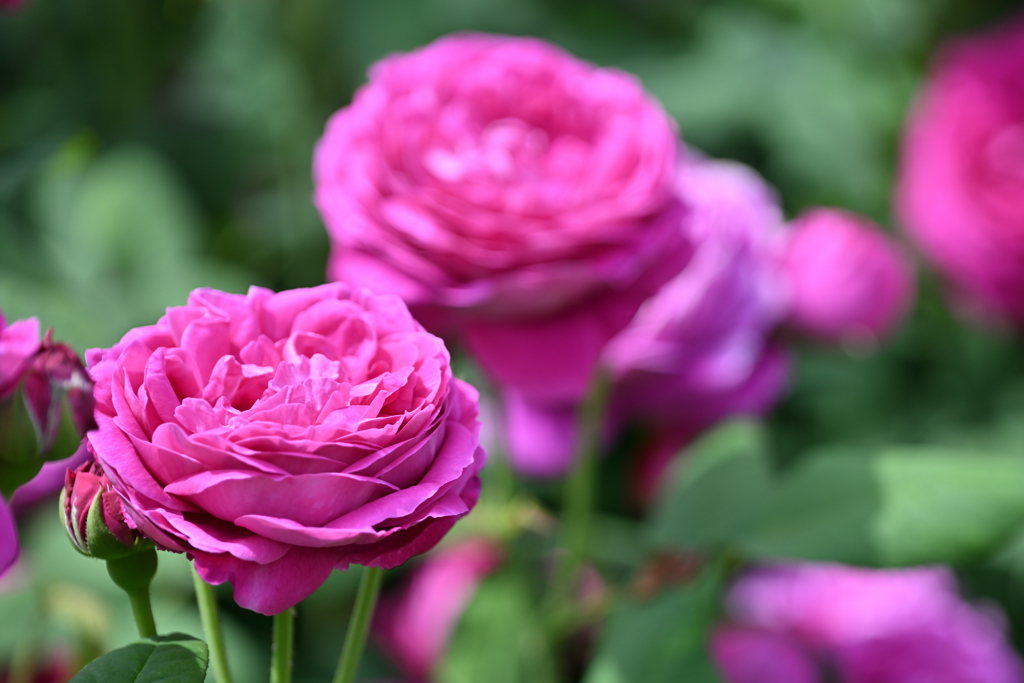 rose 2024 ver.2