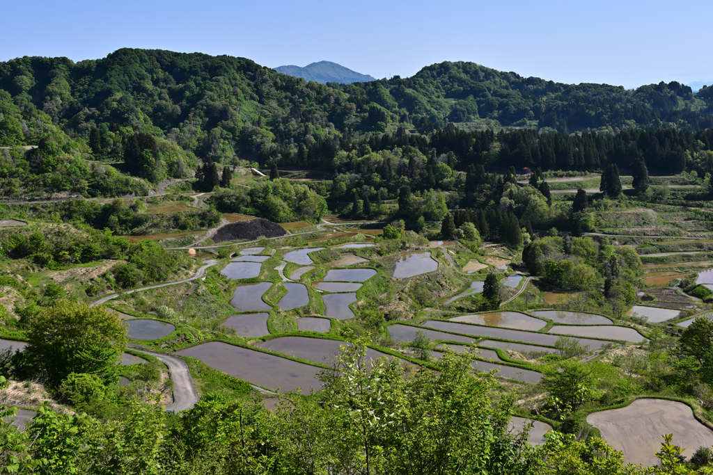 棚田の水張