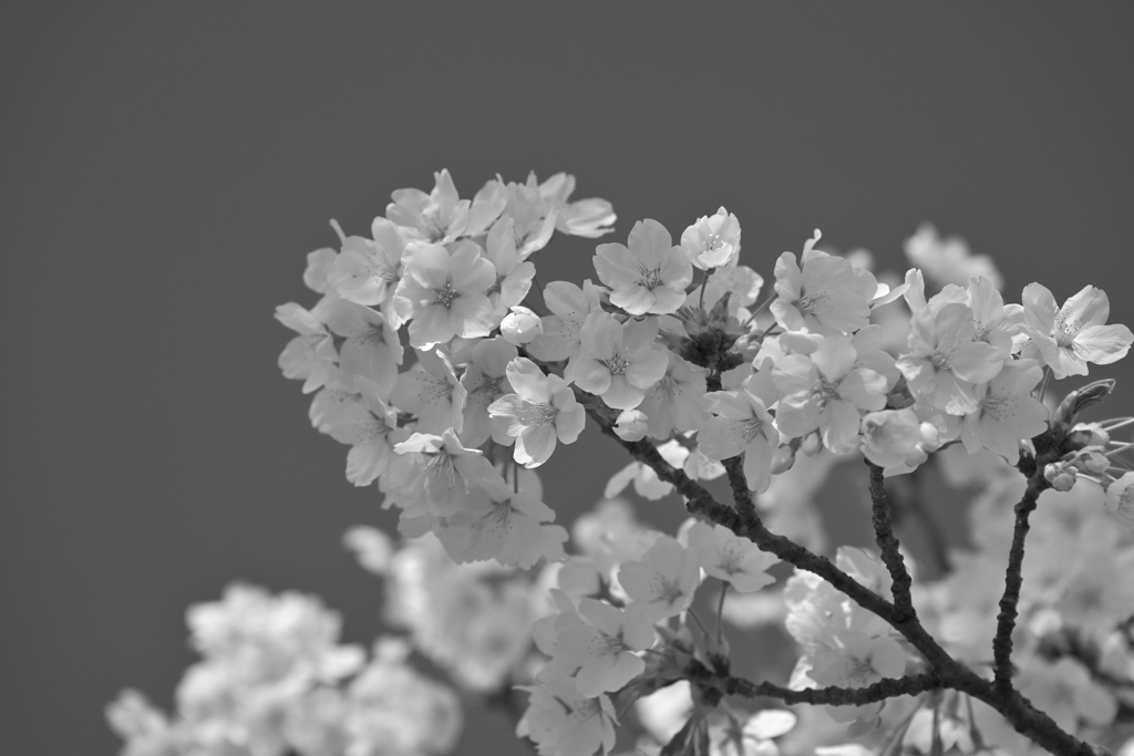 sakura 2024 ver.10